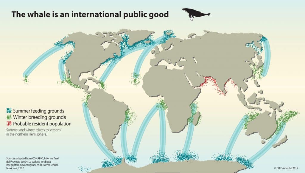 whales environment infographic