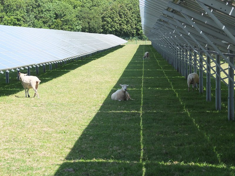 solar sheep