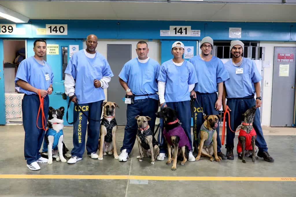 Paws 4 life Prison program dogs