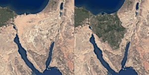 Sinai reforestation