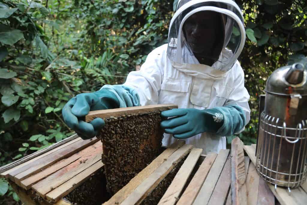 Beekeeping the old way, News