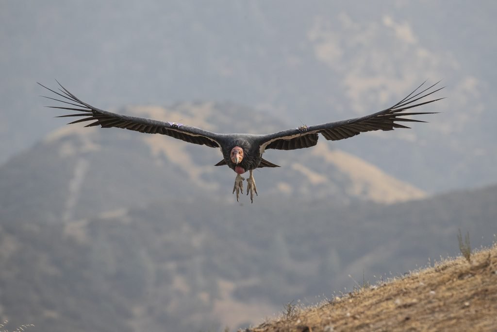 Condor in flight
