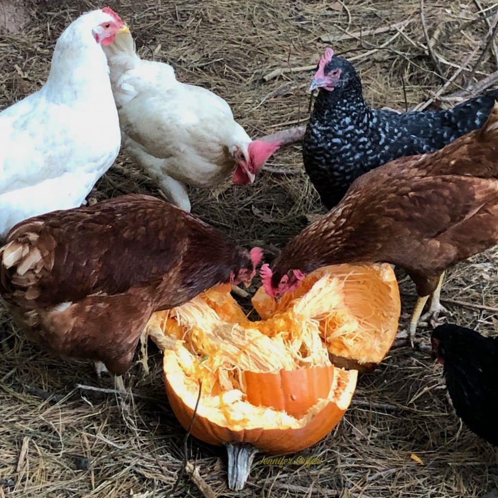 Chickens eating pumpkins