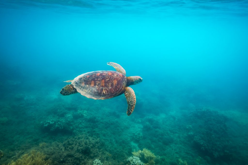 Turtle, swimming Fitzroy Island