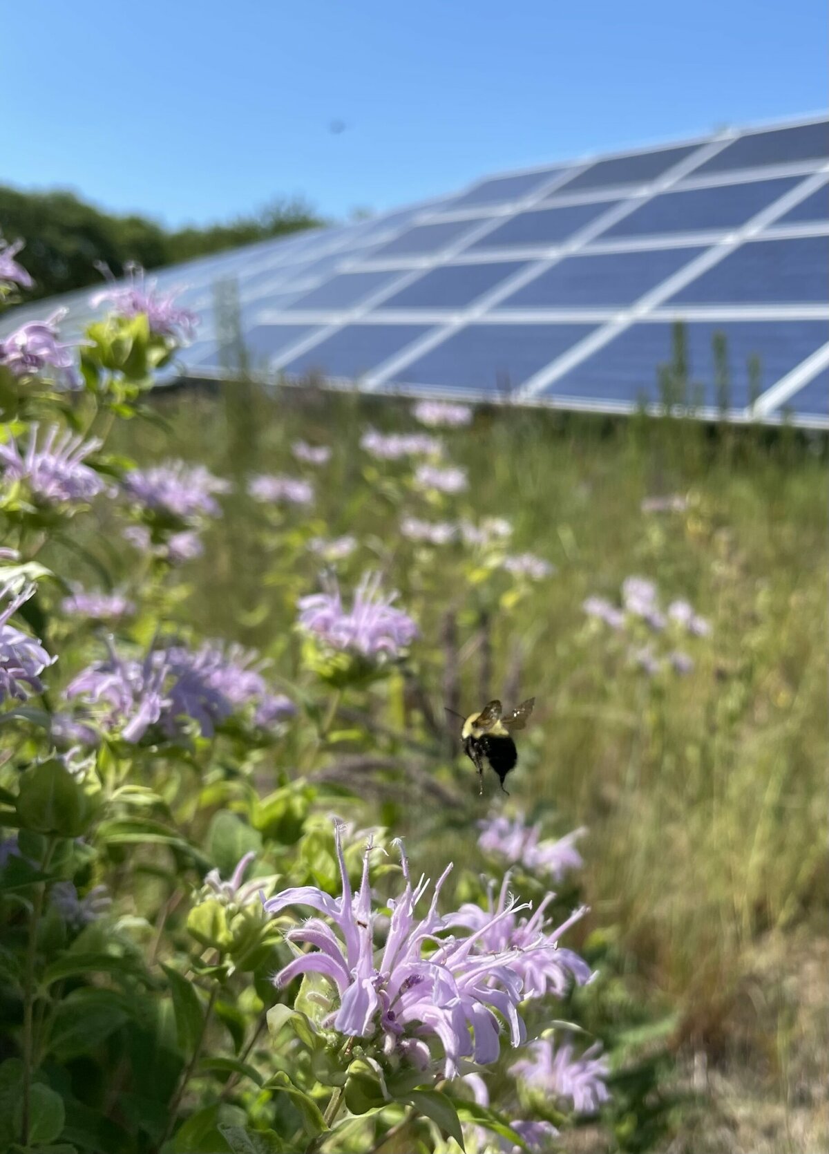 Solar array with bee
