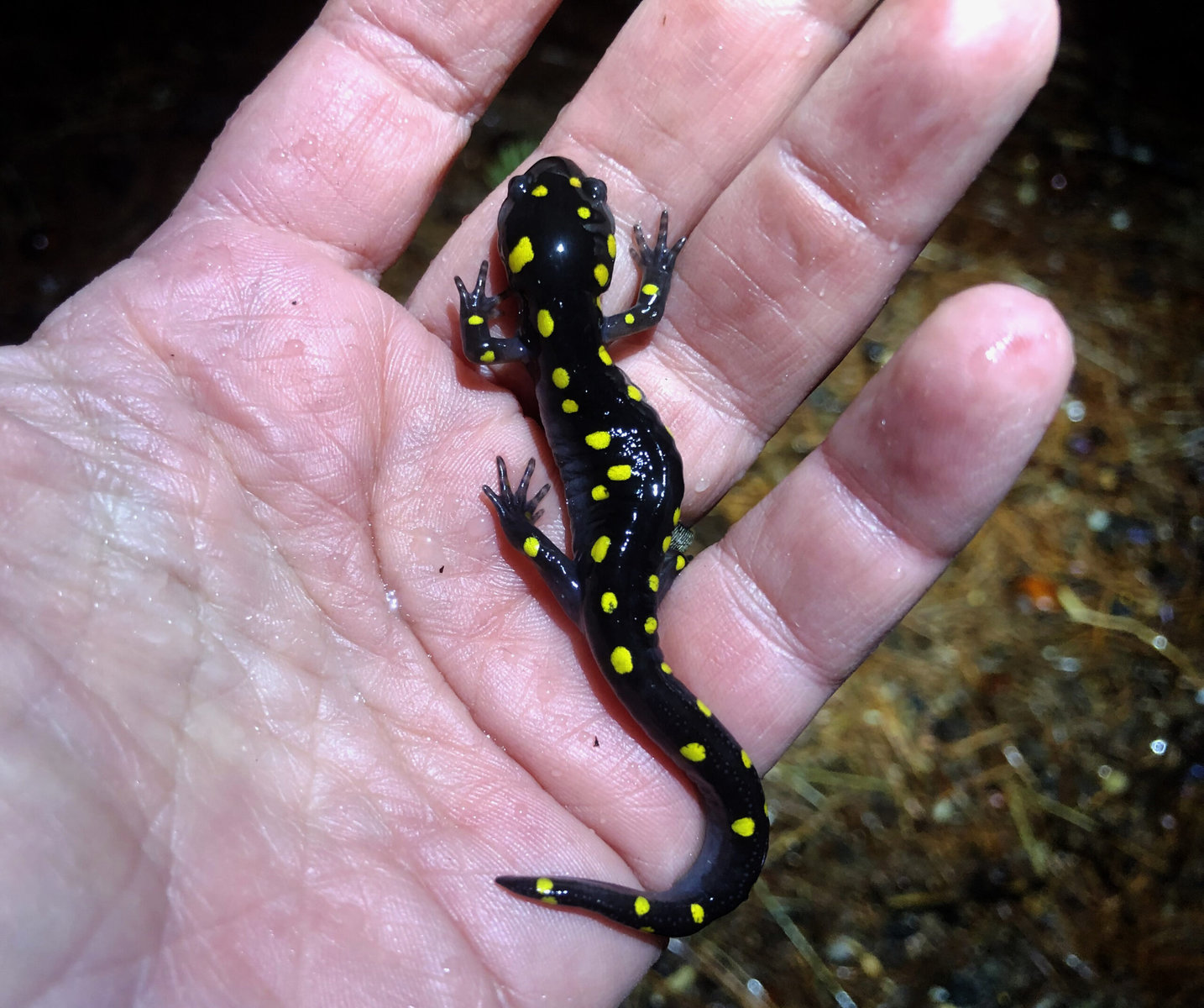 very small spotted salamander in a hand