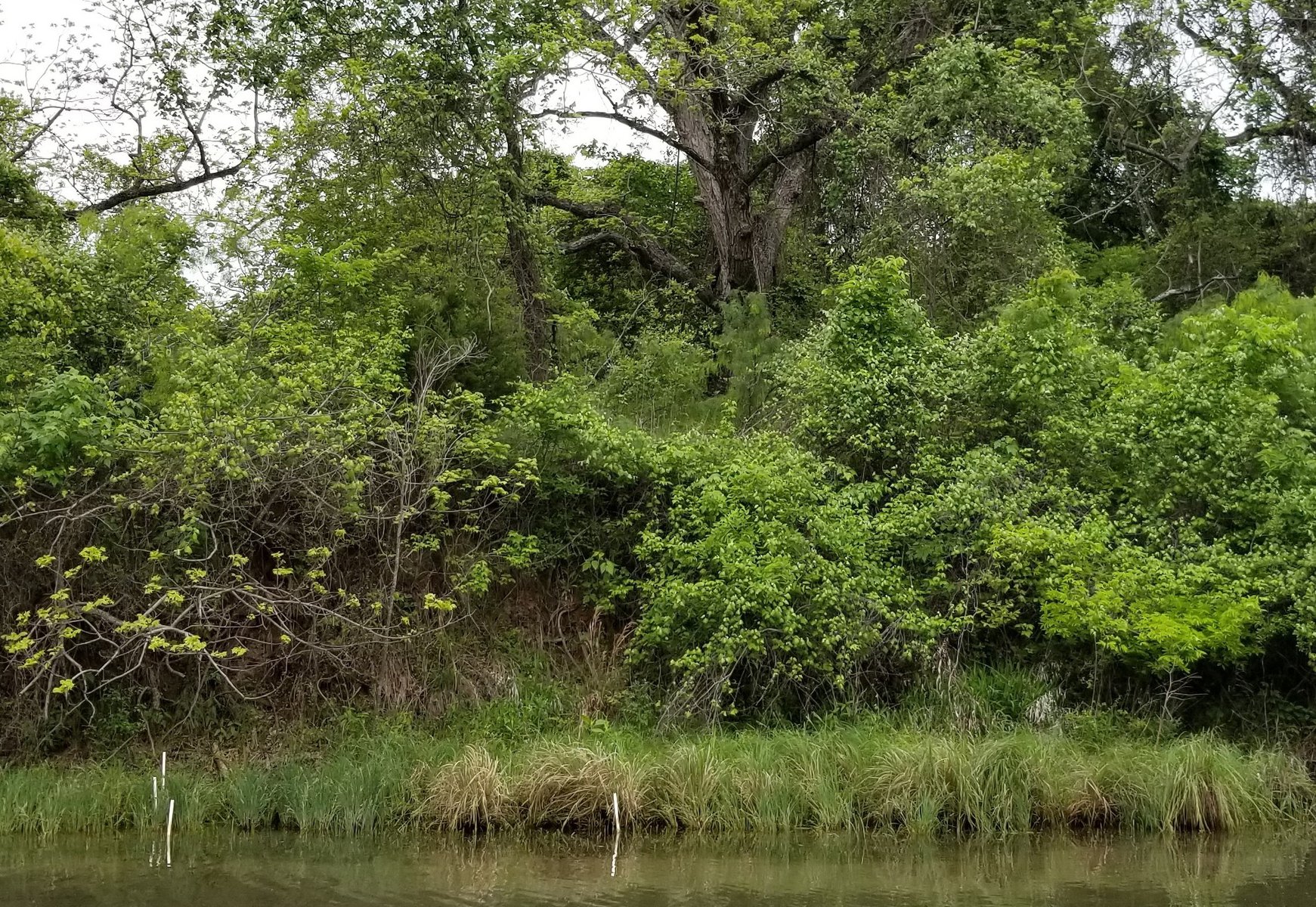 Green, restored shoreline in Austin