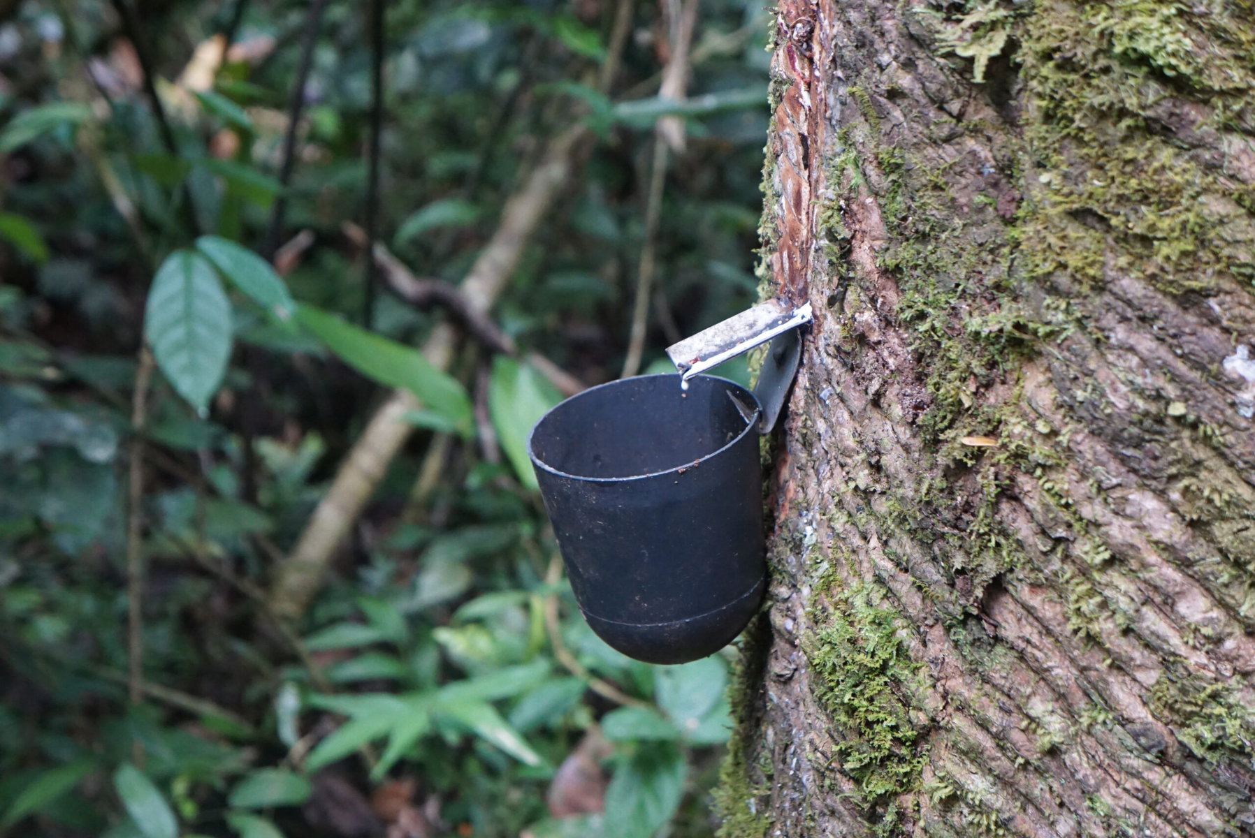 Rubber tapping in the Amazon