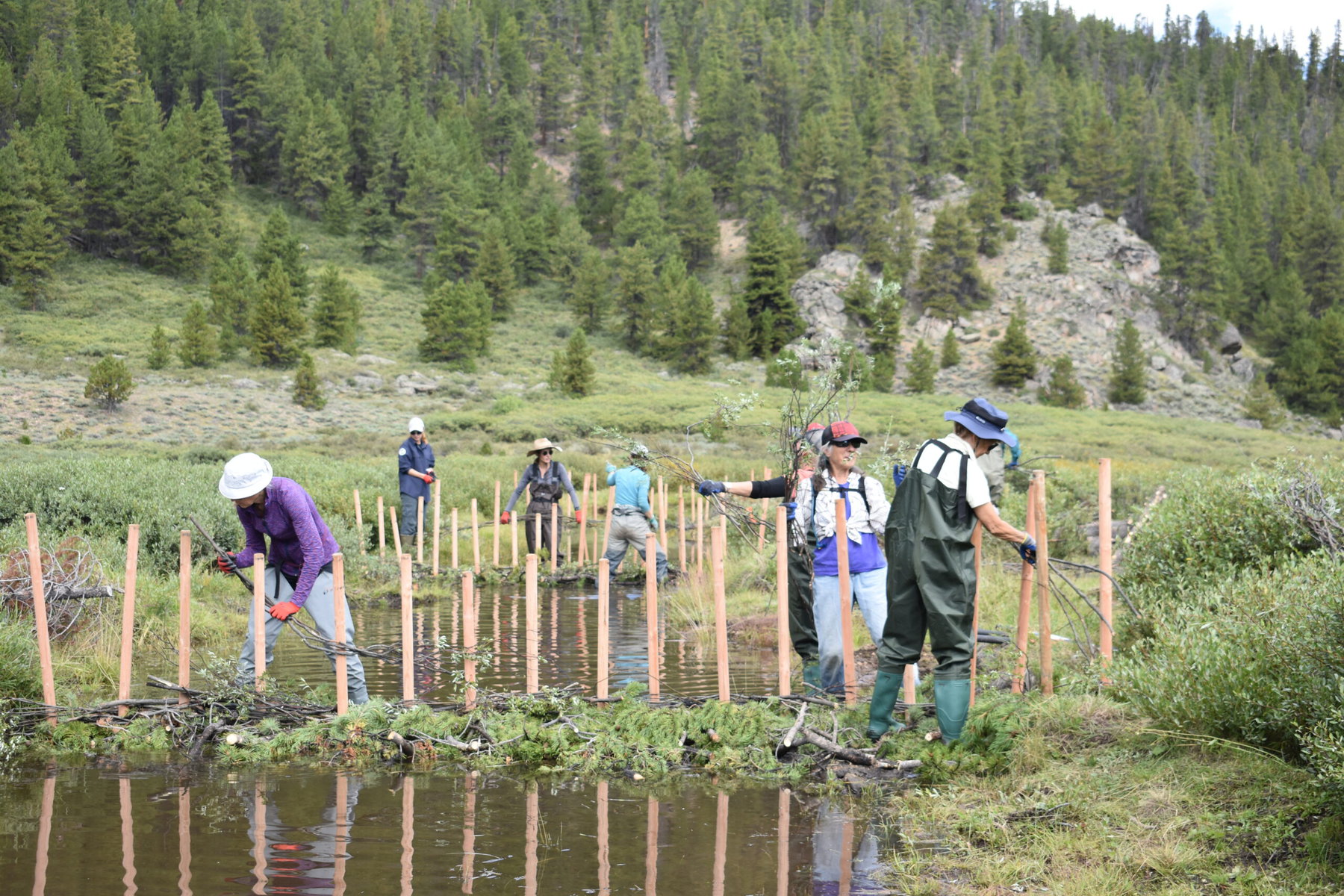 People work on building beaver dam analogs on Trail Creek near Crested Butte, Colorado.