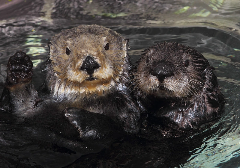 Two sea otters at Monterey Bay Aquarium.