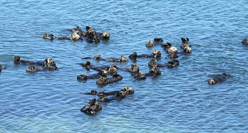 Sea otters floating.