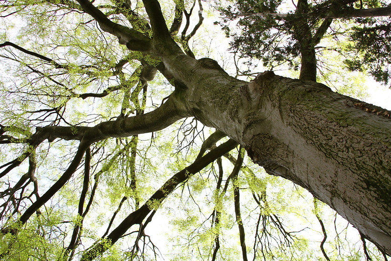 European nettle tree