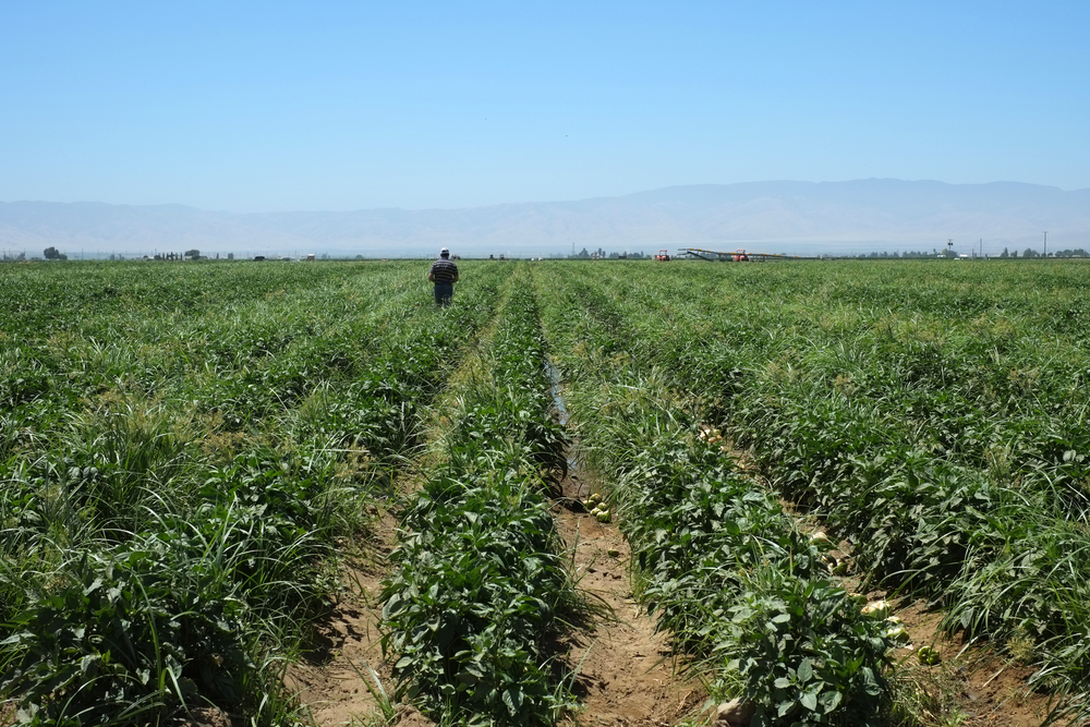 A Central California farmer inspects his field of green bell peppers.