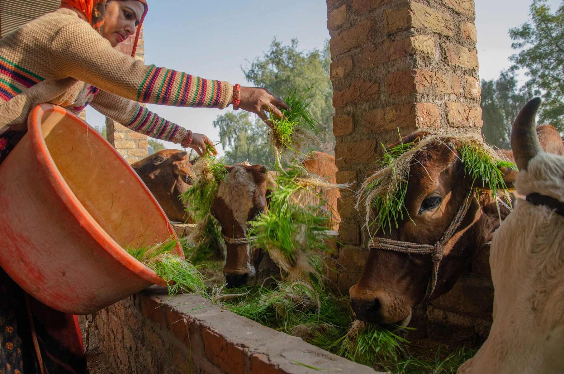 This Startup Wants to Redirect Your Food Waste to Feed Animals