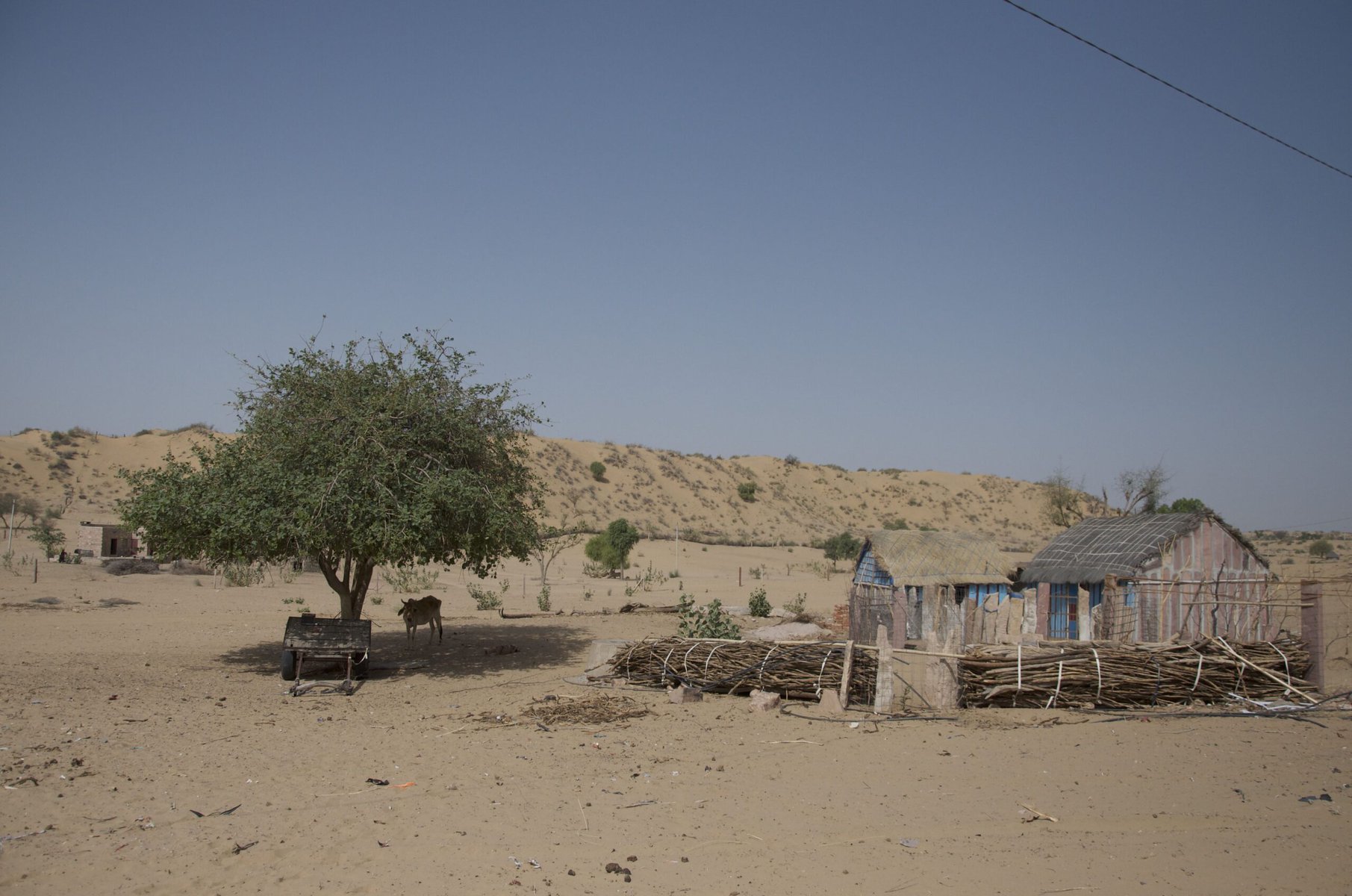 A village in the Thar desert with sparse vegetation