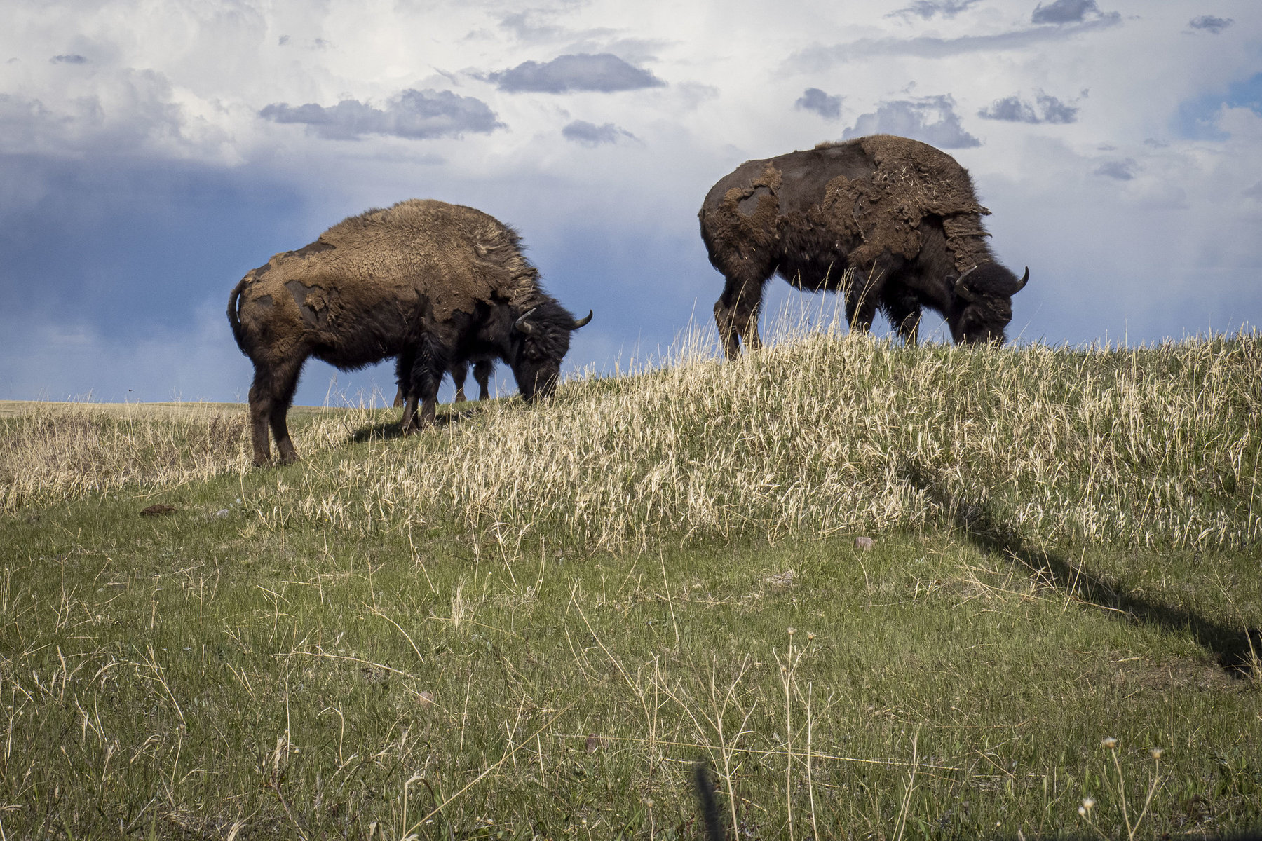 Bison stand in a field.