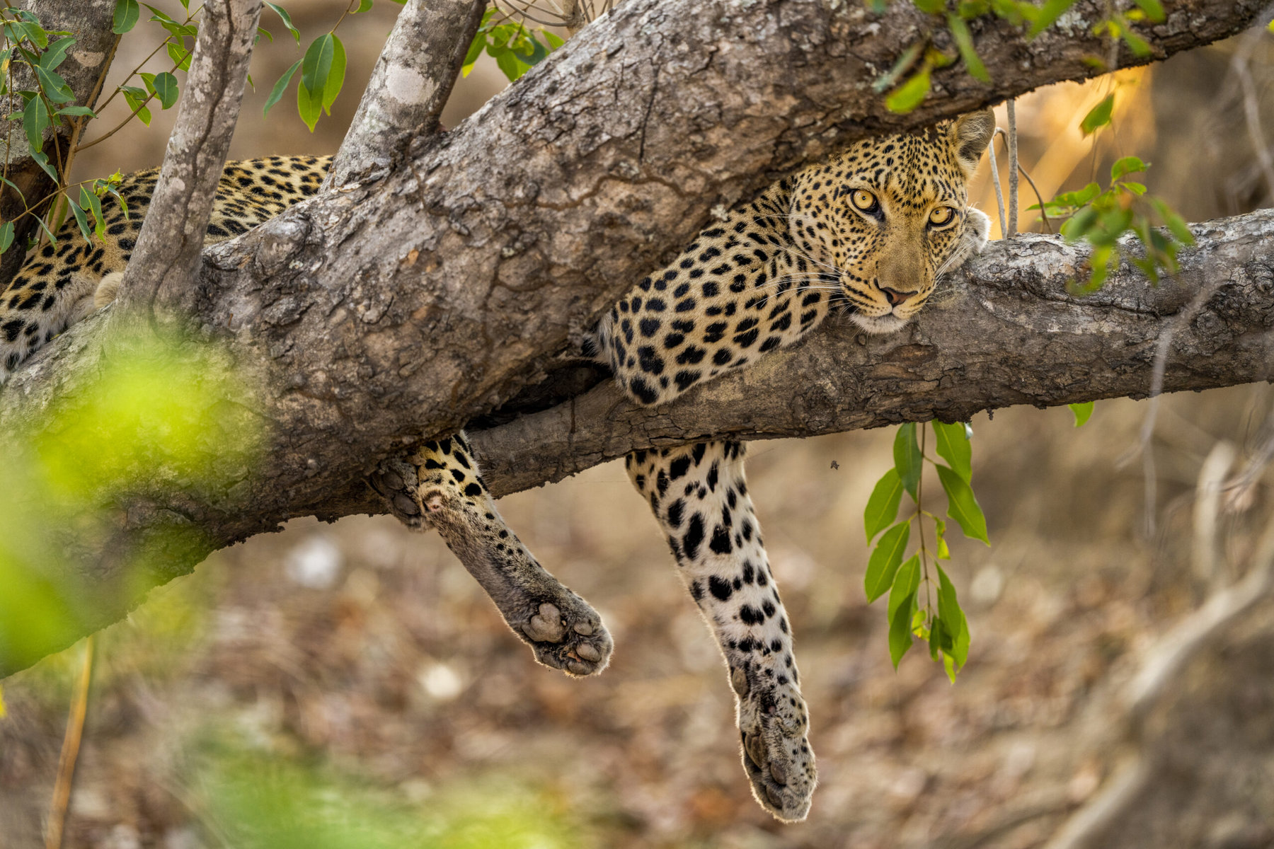 A male African leopard in a tree in Kafue National Park.