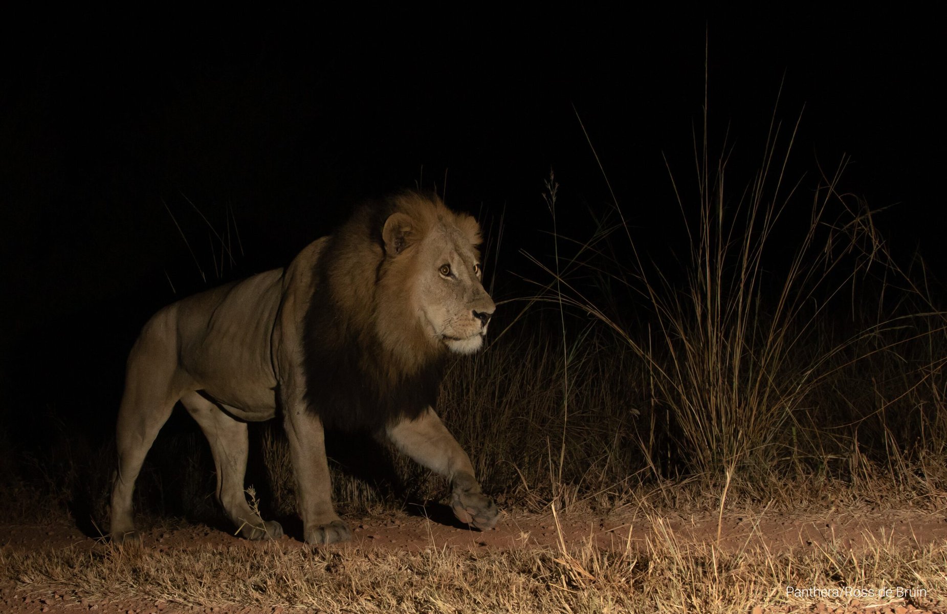 A male lion passes a camera trap near Panthera's camp in Kafue National Park.