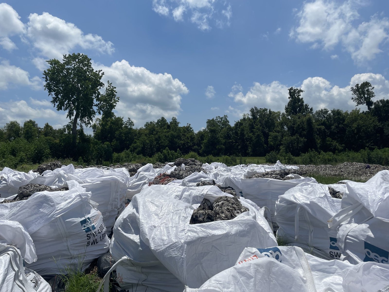 Oyster shells in marine-grade bags, ready to be returned to the water.