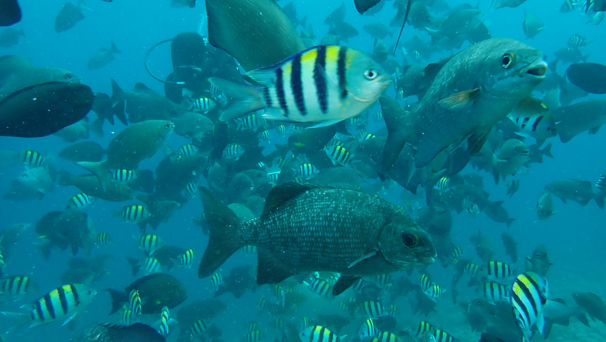 Fish swim in the waters of Indonesia's Raja Ampat.