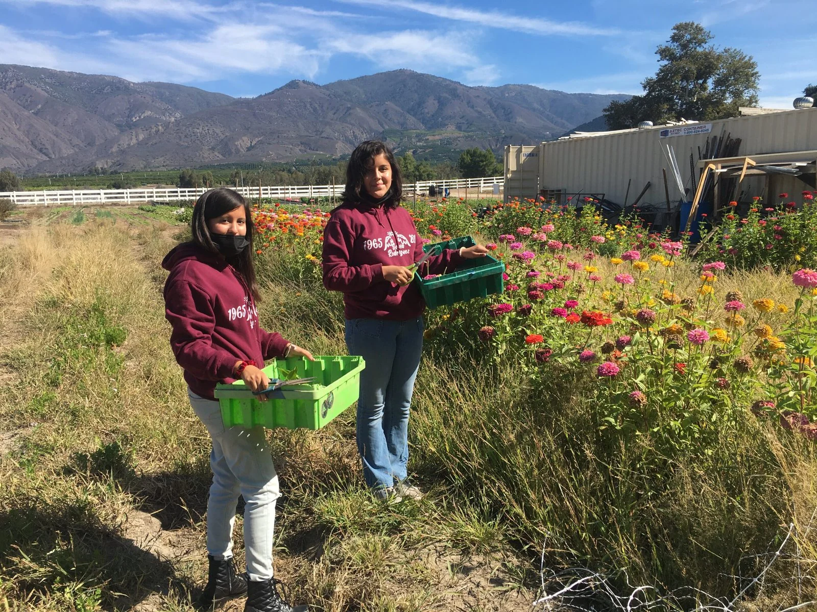Two young women mid-harvest, standing by rows of flowers.