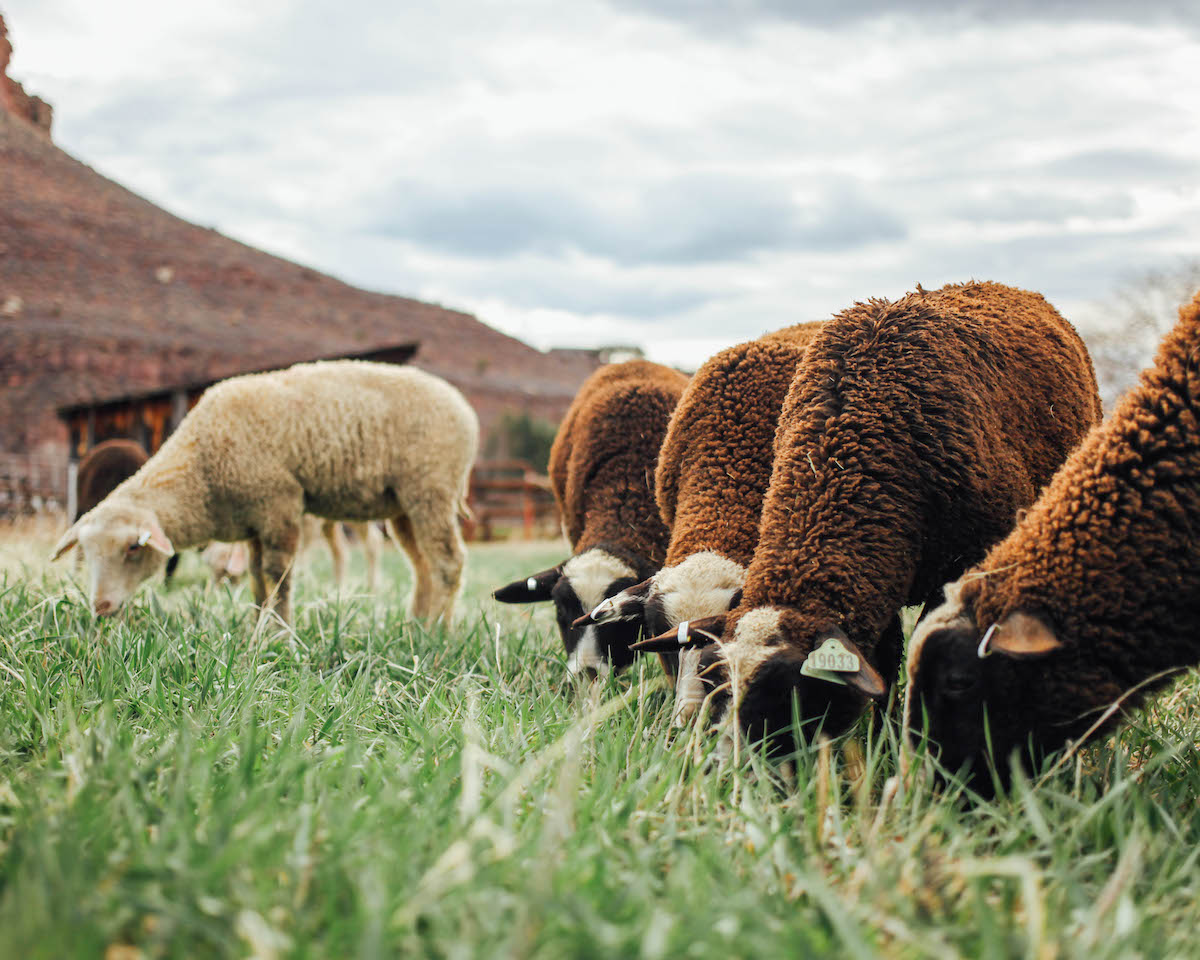 Animals grazing at a Colorado farm.
