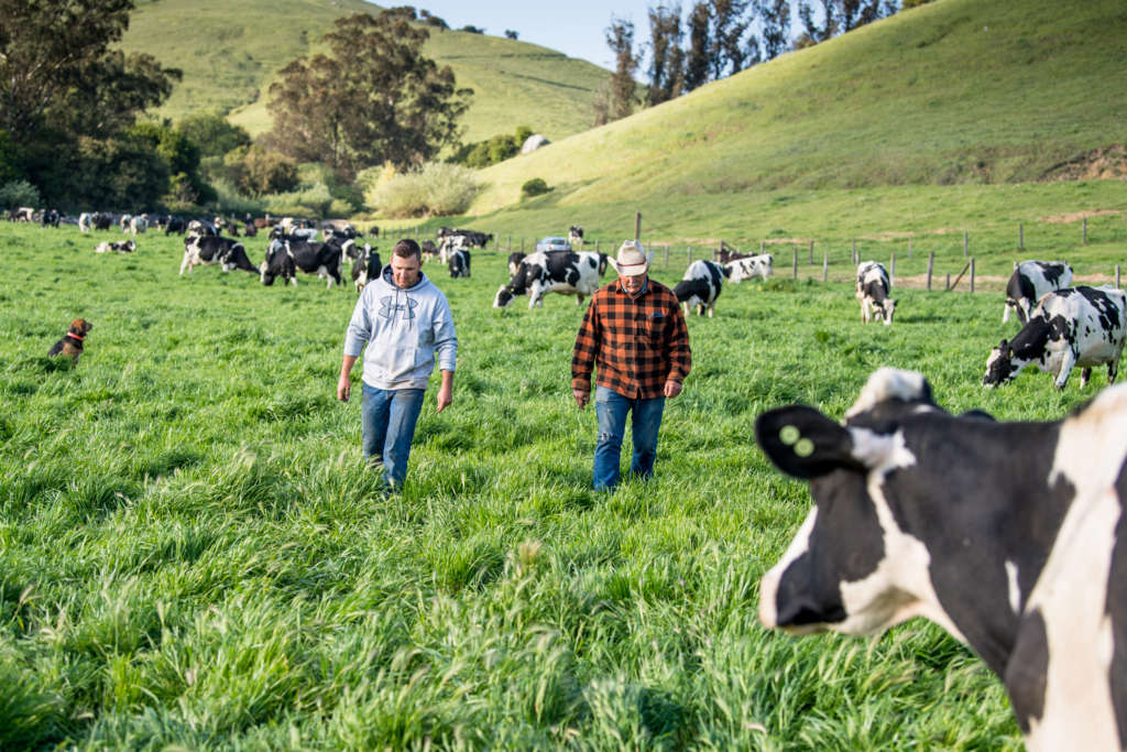 Farmers walk among cows in a green field.