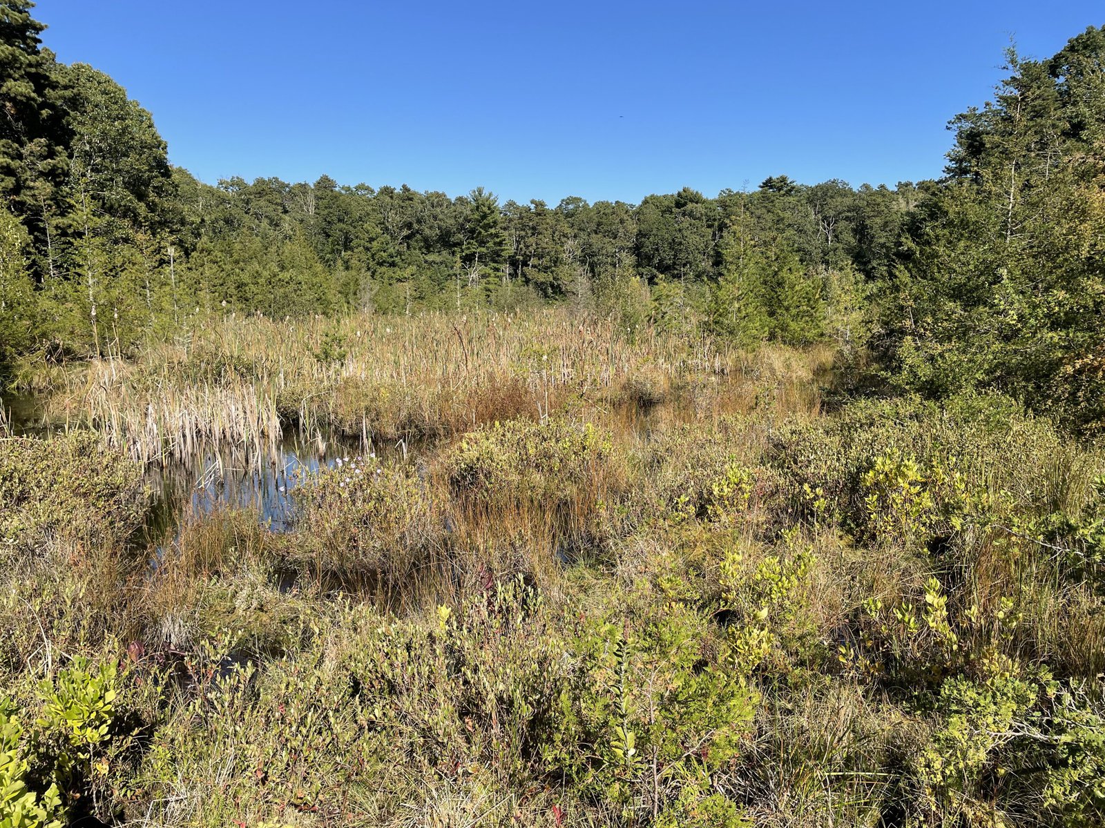 A former cranberry farm 13 years after wetlands restoration, looking lush.