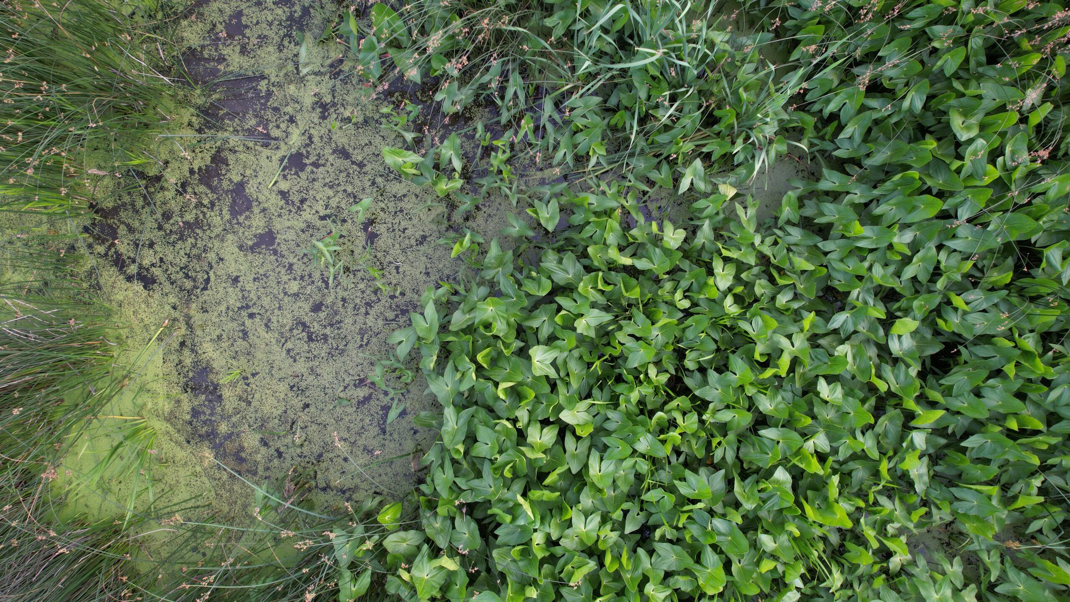 Aerial view of a constructed wetland.