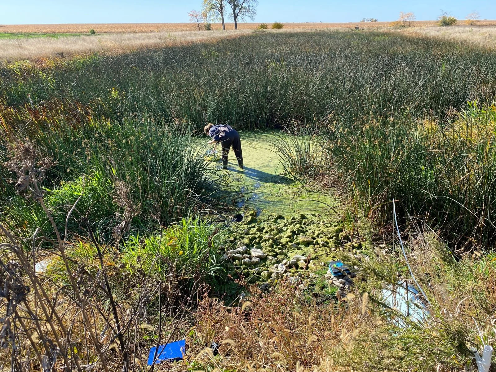 A person doing maintenance work on a wetlands area.