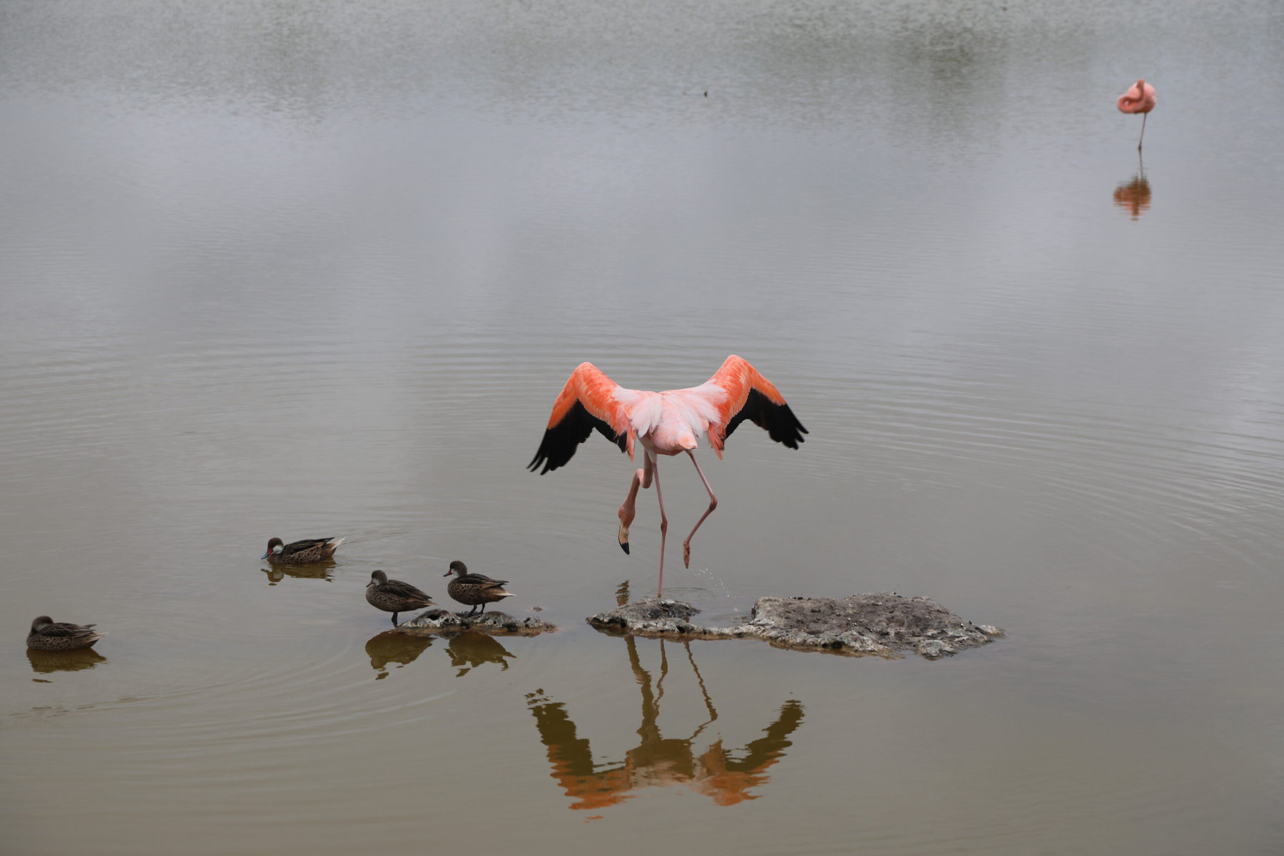 A flamingo.