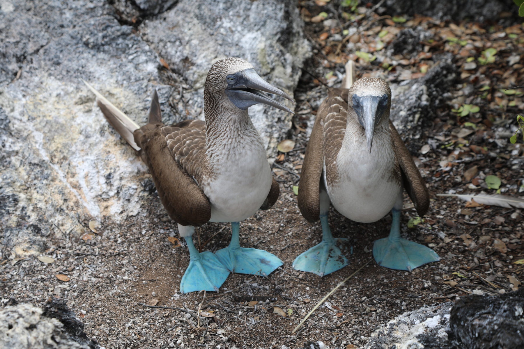 A pair of blue-footed boobies.