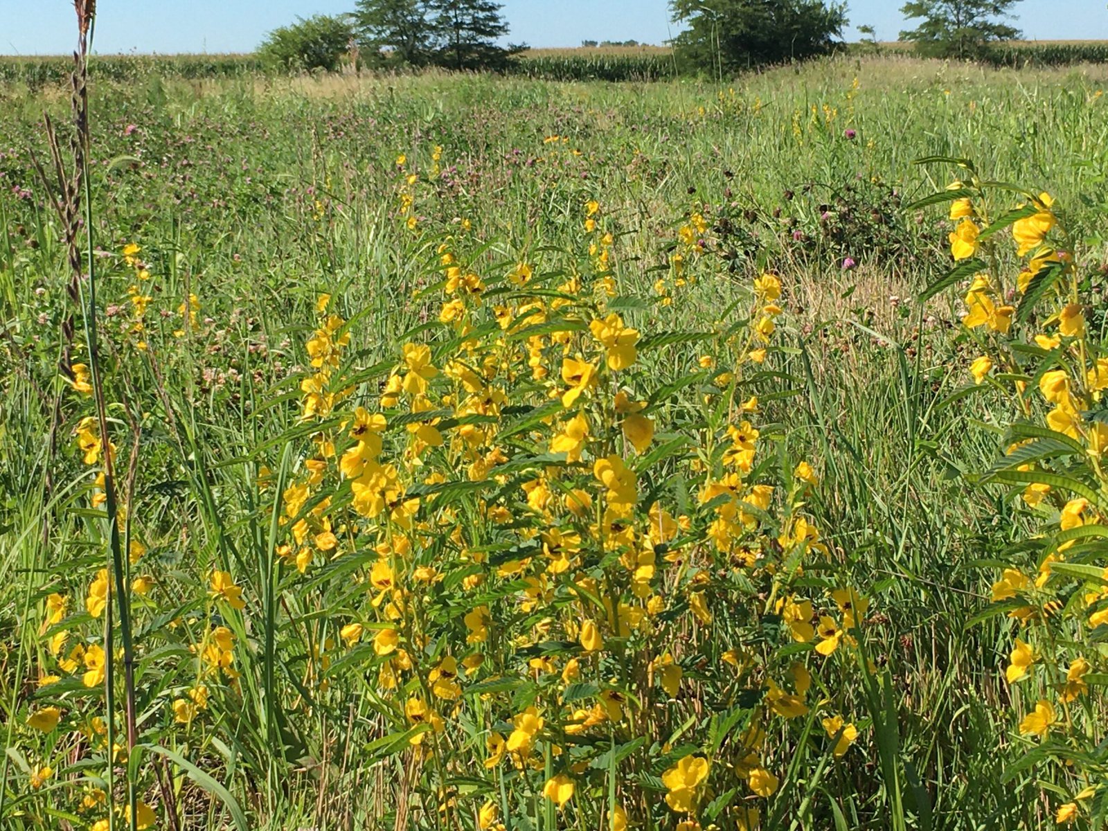 Flowers blooming on a wetlands area.