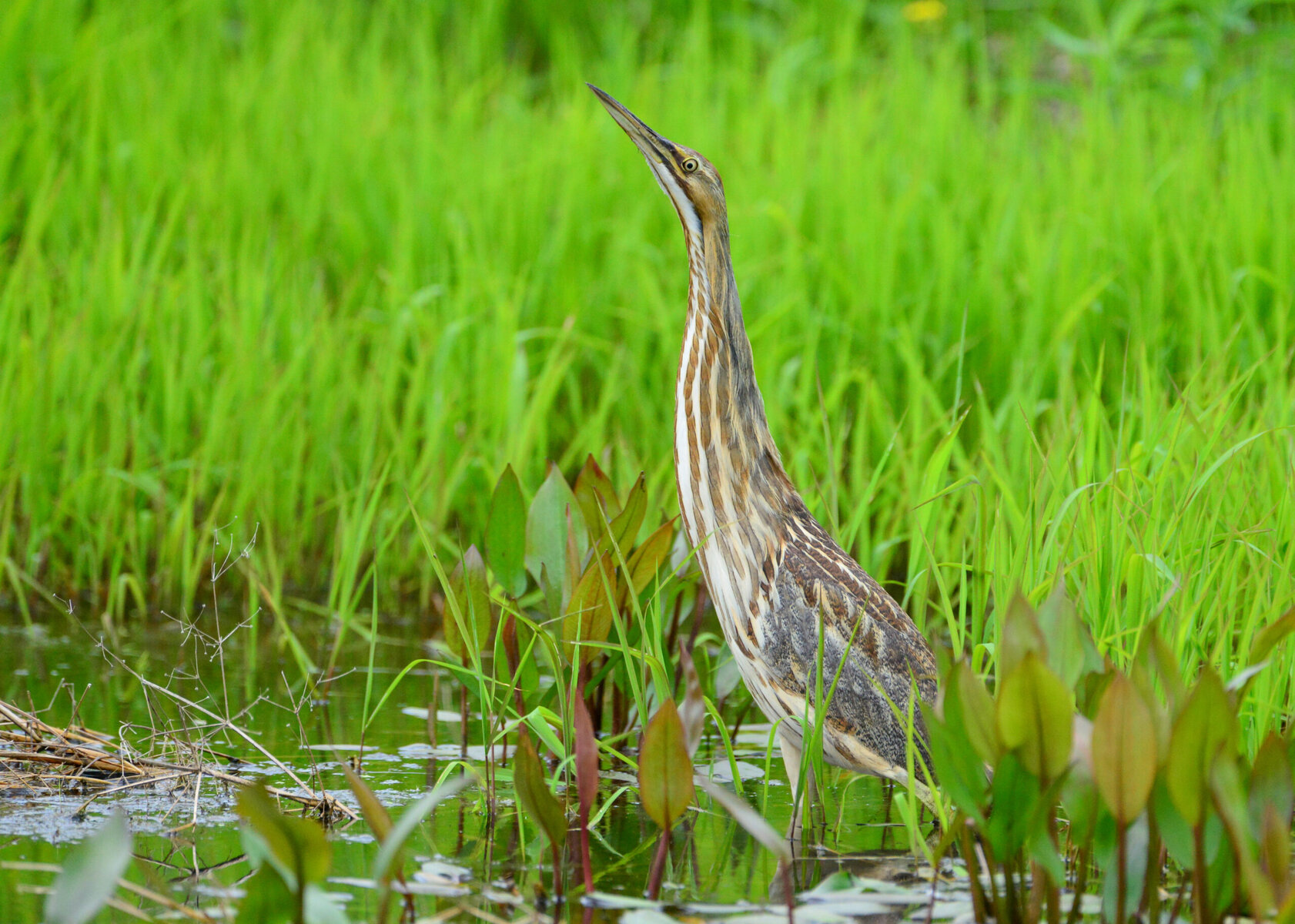 An American bittern taking advantage of constructed wetlands at the Franklin Research and Demonstration Farm.