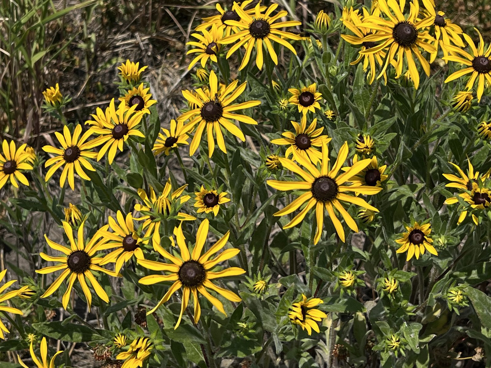 Black-eyed Susans in a wetland area.