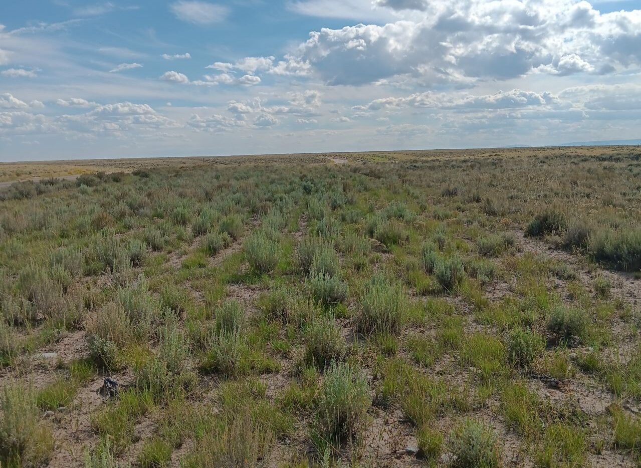 Native sagebrush grows back over a Wyoming oil and gas site.