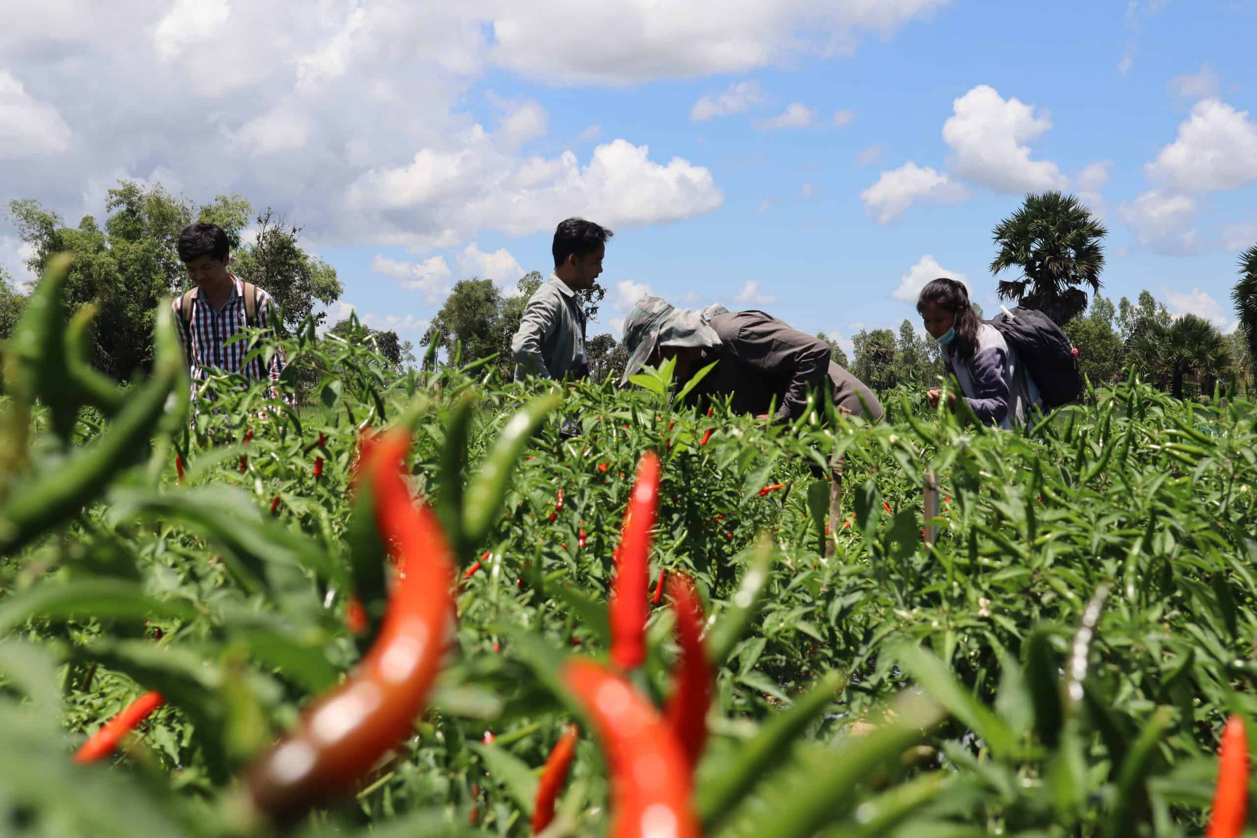 sowing-the-seeds-of-a-new-agricultural-economy