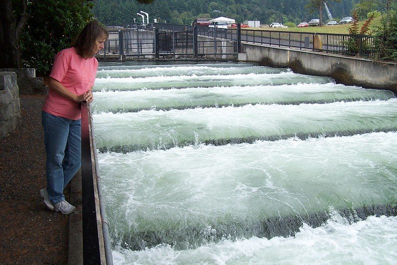 fish ladder