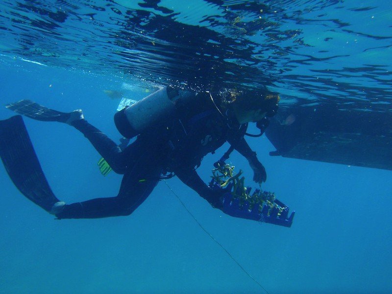 coral farming