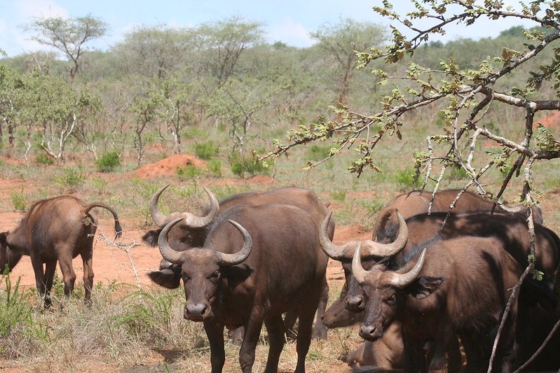 Akagera National Park