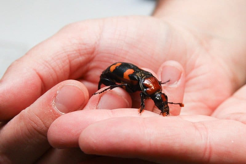 american burying beetle