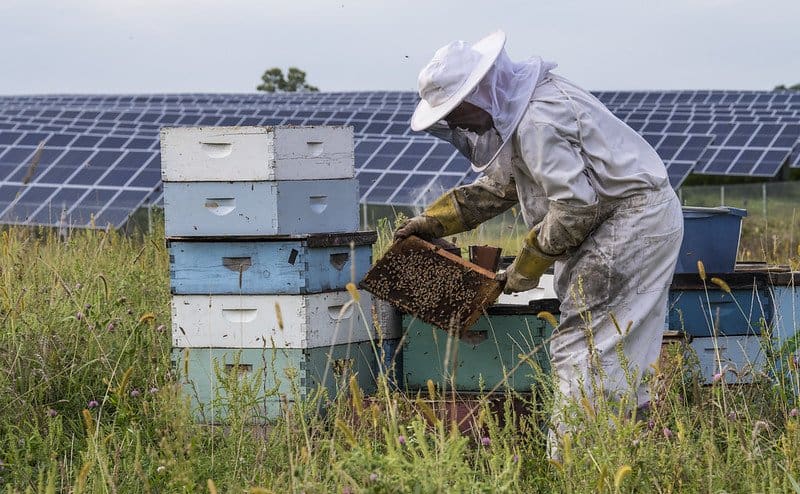 Life Expectancy of a Solar Farm