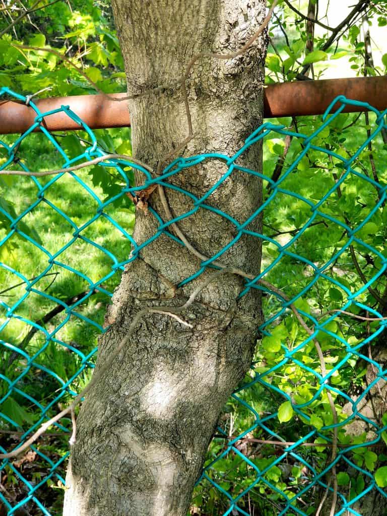 arboreal crochet