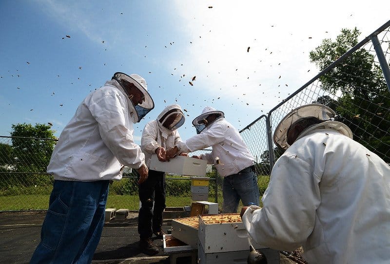 beekeeping