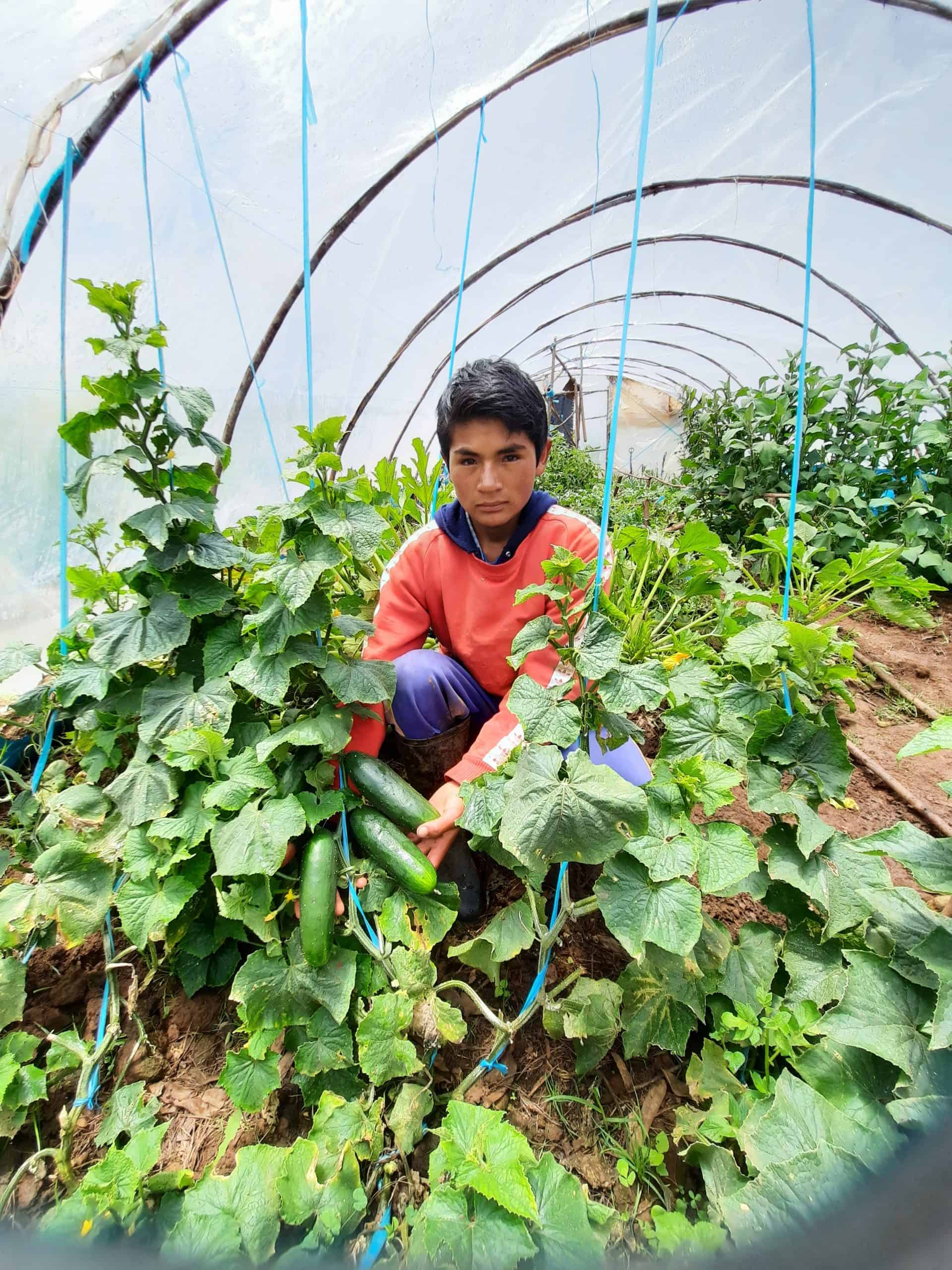 ancient-farming-techniques-are-climate-proofing-today-s-agriculture