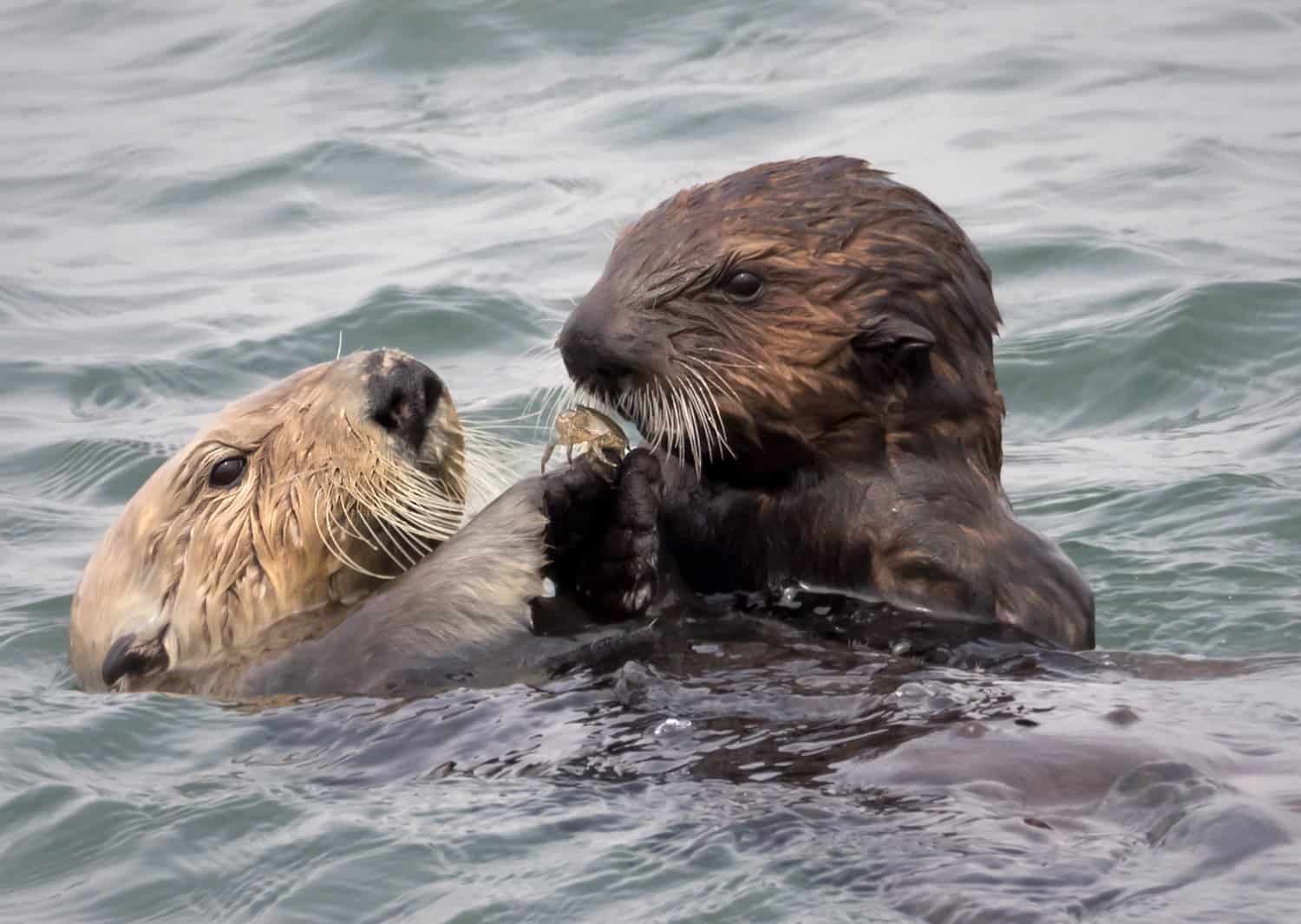 California's Adopted Otter Pups Are Fighting Climate Change