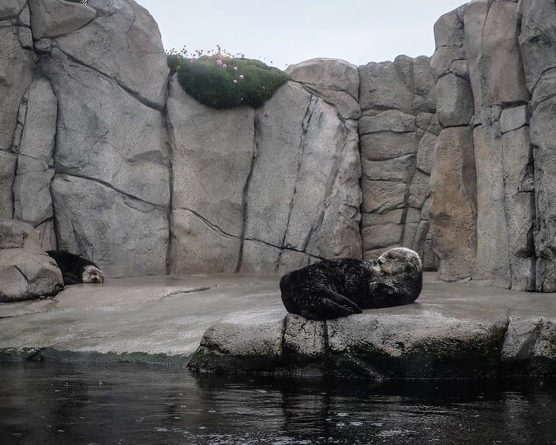 sea otter