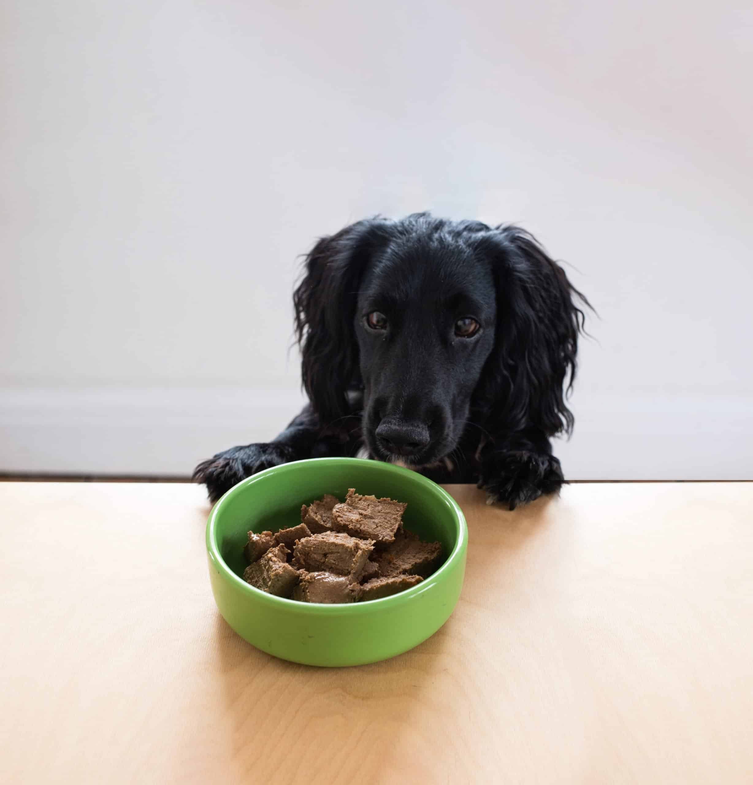 do dogs get bored eating the same food