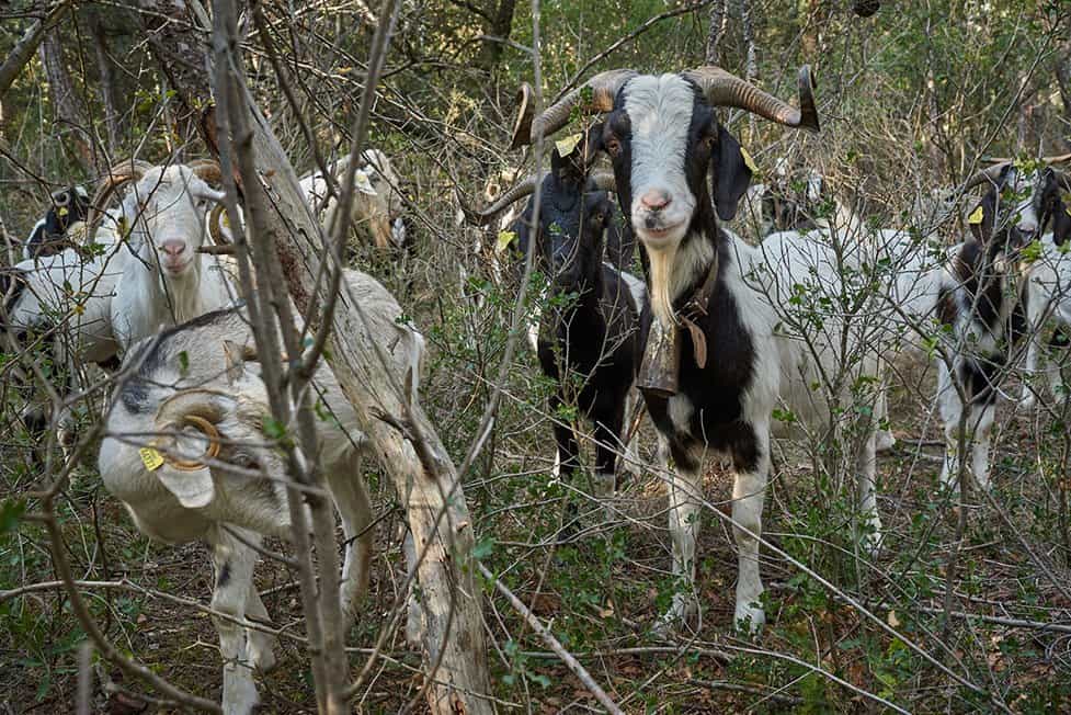 forest grazing