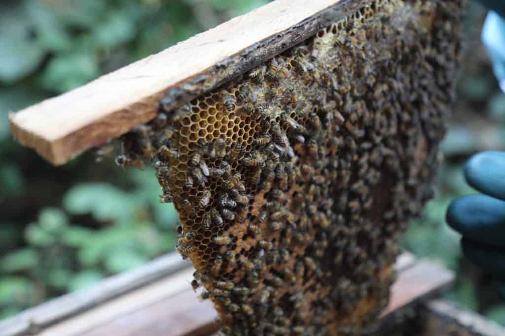 liberia beekeeper
